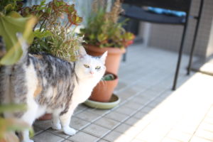 『ミニマリスト宣言』あの辺り限定で物を減らす。