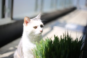 ネコがネコ草を食べる音って聞いたことありますか？