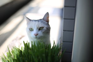 メンターに出会えるって大事。あの彼も今頃良きメンターに出会えているといいけど