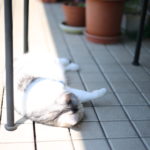 【子供たちのこと】勉強ってできないとダメかな。選択肢ってなにかな。