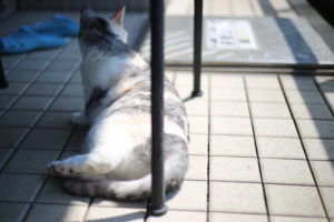 情報量が少ない　オンラインミーティングやセミナー中　手持無沙汰になる件