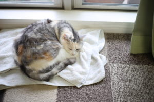 ぽにさん、Akiさんとオンライン会 大人になってからの『おともだち』