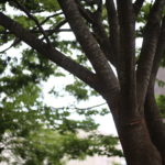 家は買うべきか借りるべきか。10年前を振り返る。