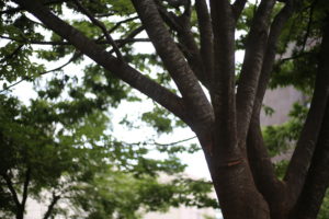 家は買うべきか借りるべきか。10年前を振り返る。