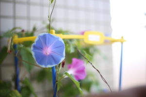 【会員限定】体調不良の夫が夜更かしをするの、許せる?