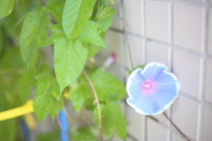 子供の変化が激しすぎてついていけない