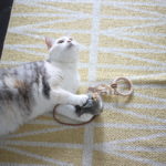 子供たちが少し落ち着いてきて、やっぱり猫がかわいくてたまらない