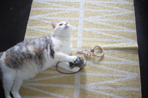 子供たちが少し落ち着いてきて、やっぱり猫がかわいくてたまらない