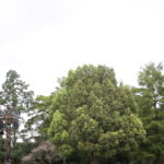 母が私にかけた『呪い』のこと。私はどんな『呪い』をかけようか。