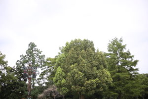 母が私にかけた『呪い』のこと。私はどんな『呪い』をかけようか。