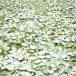 【子持ちの家選び】心は揺れ続けるけど、やっぱりステイかな