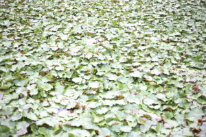 【子持ちの家選び】心は揺れ続けるけど、やっぱりステイかな