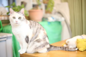 楽天ショップ運営してから本格参戦【お買い物マラソン】