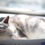物語の設定を変えてみよう、という話~最近よくインタビューを受けます
