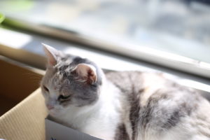 【続く夫婦】の特徴