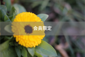 【会員限定】早く人間になりたい。