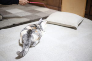 【洗濯事情】夫のことは好きだけど