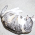 猫の脱臼と、soda stream
