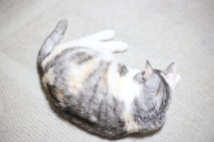 今回のスーパーSALEは、何を置いてもまずコレですからね。