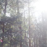 実家に帰省するとき手土産を持っていくか、いかないか