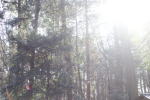 実家に帰省するとき手土産を持っていくか、いかないか