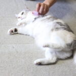 子供が『かわいい』のと、「そのワンピースちょー『かわいい』!」とは違うということ