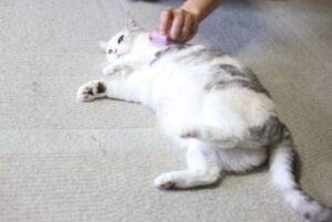 子供が『かわいい』のと、「そのワンピースちょー『かわいい』！」とは違うということ