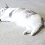 続・Bullet Journal/子供が投げてくる、私が『嫌いな質問』打開策