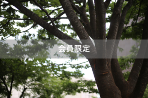 【会員限定】ガチの必死さは大抵かっこ悪いけど、離婚を切り札にすべきだと思う理由