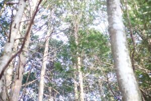 子供に良かれと思うことが、20年後に有効なのか。