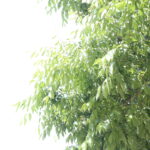 スイミングも中止、図書館も閉鎖、それでオリンピック・・・？