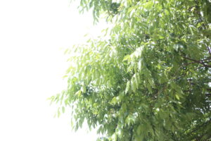 スイミングも中止、図書館も閉鎖、それでオリンピック・・・？