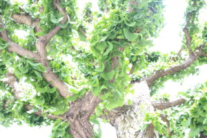 おこづかいと、お祭りと。