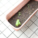 そういえば私も野菜苦手な子供だった。