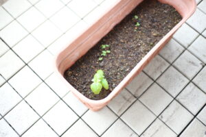 そういえば私も野菜苦手な子供だった。