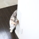 祝・長年のちょっとした悩みが解決＆猫も回復