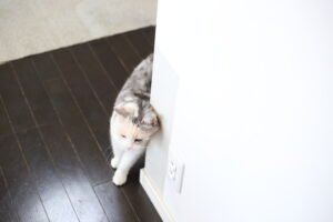 祝・長年のちょっとした悩みが解決＆猫も回復