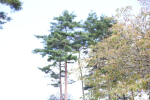 たまに、母にイライラする。