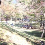 教えられるのか。教えられない気がしてきた。