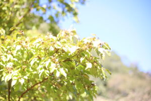 似て欲しくなかったけど似てしまった。