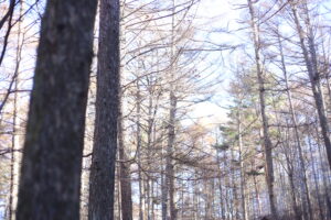 レジャー計画は年間で立てています。