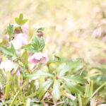 なんとなく『思い出の味』と思って調子に乗って・・・