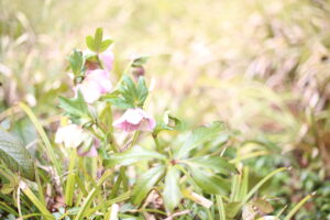 なんとなく『思い出の味』と思って調子に乗って・・・