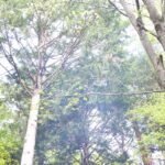 学校から帰ってきた次男が、新しい自信を身に着けてきたようだ