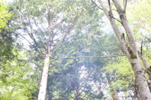 学校から帰ってきた次男が、新しい自信を身に着けてきたようだ