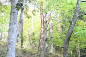 眼鏡があるのに学校ではかけようとしない長男