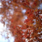 気づいていない人も多いかもだけどもっとちゃんと守り育てるべきだと思うこと。