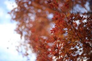 気づいていない人も多いかもだけどもっとちゃんと守り育てるべきだと思うこと。