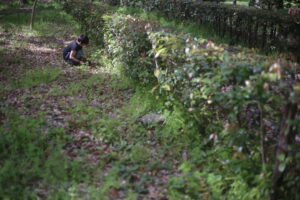 適当に褒めて育てるとAクンみたいになるよ。