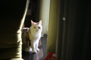 床が、ピカピカです。